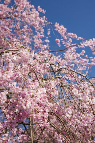 Weeping Cherry is not Flowering