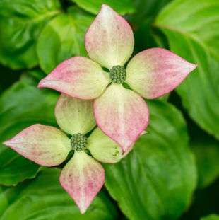 Dogwood Flowers Losing Color