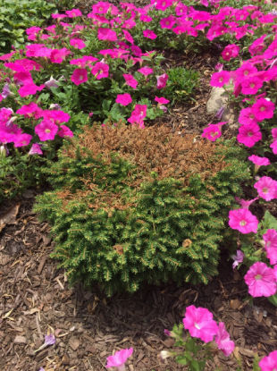 Spruce Shrub Turning Brown