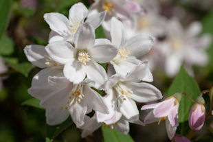 Fuzzy Deutzia (Deutzia scabra)