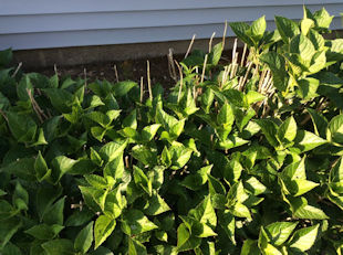 Hydrangea Damage