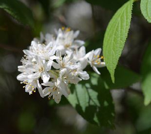 Relocating Shrub