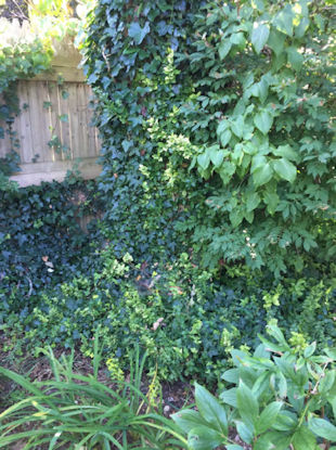 Ivy and Rhododendron Advice