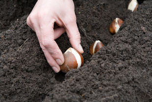 Planting of Bulbs