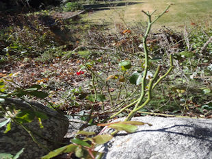 Rose Bush Losing Leaves