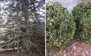 Spruce and Shrub Health Concerns