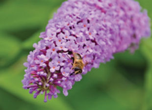 Pruning Buddleias