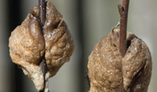 Praying Mantis Egg Cases