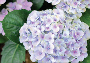 Hydrangeas in Full Sun