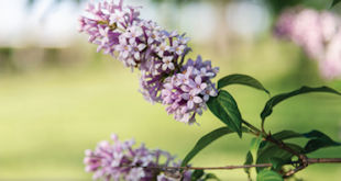 Lilac Bush Will Not Blossom