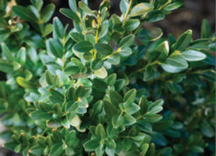 Browning Leaves in Boxwood