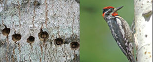 Woodpecker Tree Damage