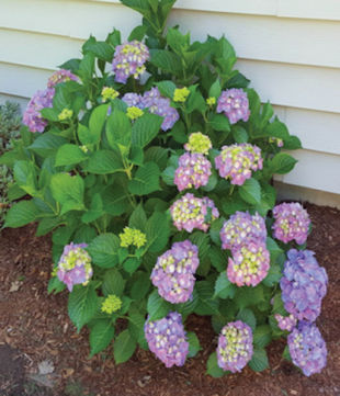 Hydrangea Bloom Colors