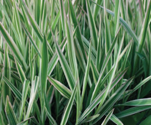 Part Sun/Part Shade Grasses