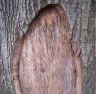 Avoid Tree Wound Paint