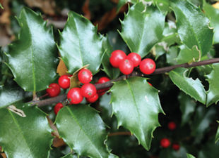 Holly Bush Pruning