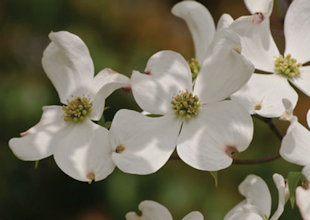 Flowering Dogwood Blooming