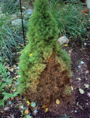 Alberta Spruce Damage