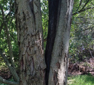 Damaged Mimosa Tree