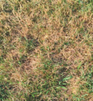 Zoysia Grass