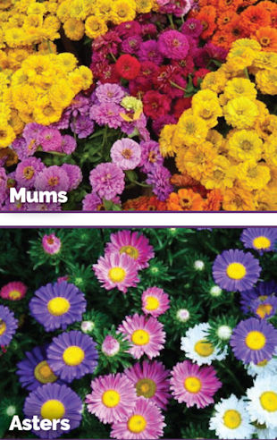 Mums and Asters