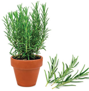 Rosemary Plant Winter Care