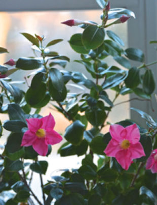 Mandevilla Blooming