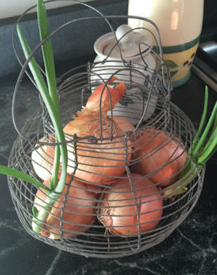 Sprouting Onions