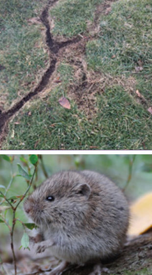 Meadow Vole Tracks On Lawn