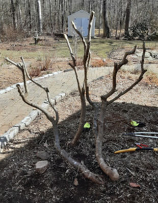 Rrejuvenation Pruning of Witch Hazel