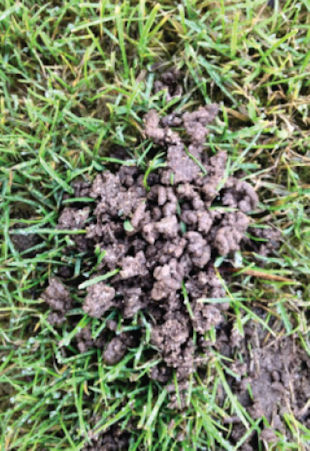 Signs of Earthworm Activity