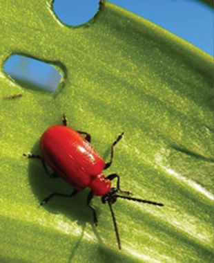 Red Lily Beetle Infestation