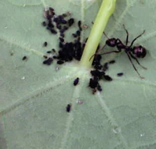 Aphid damage to Nasturtiums