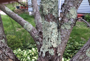 Lichen: Growth on Dogwood