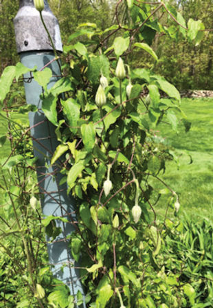 Wilting Clematis