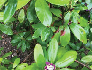 Transplanted Rhododendron