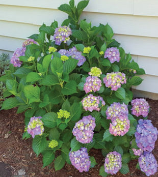 Dwarf Hydrangea Care