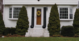 Dwarf Alberta Spruce