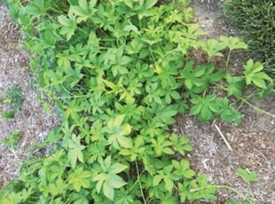 Invasive Japanese Hop Vine