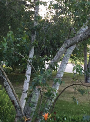 Gray Birch Health Issues