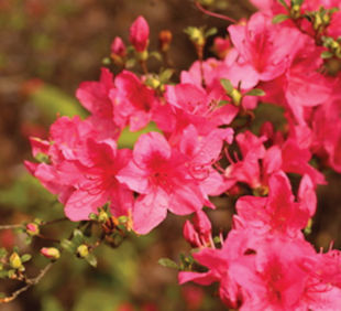 Transplanting Azaleas