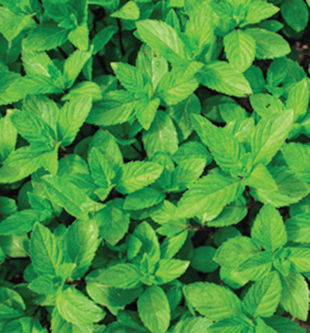 Controlling the Spread of Mint