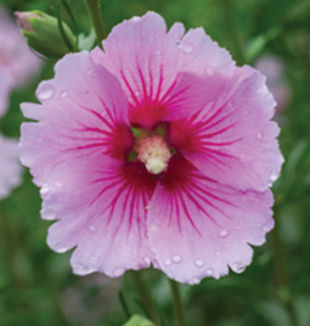 Caring for Rose of Sharon