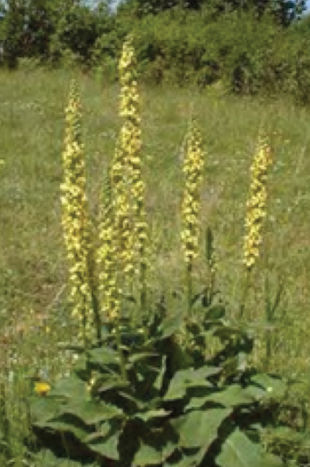 Common Mullein