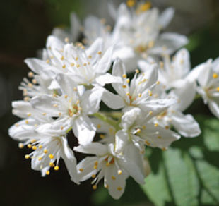 Relocate Fuzzy Deutzia Shrub.