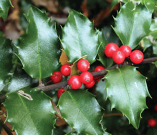 Holly Bush Pruning