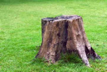 Tree Care, Tree Removal, Tree Pruning, Tree Limbing Services for East Lyme, Niantic, Old Lyme, and Old Saybrook. Tree Care, Tree Removal, Tree Pruning, Tree Limbing Services for East Lyme, Niantic, Old Lyme, and Old Saybrook.