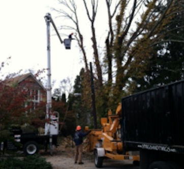 Tree Care, Tree Removal, Tree Pruning, Tree Limbing Services for East Lyme, Niantic, Old Lyme, and Old Saybrook.