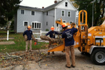 Tree Care, Tree Removal, Tree Pruning, Tree Limbing Services for East Lyme, Niantic, Old Lyme, and Old Saybrook.