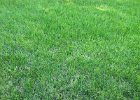 organic-lawn-care-04